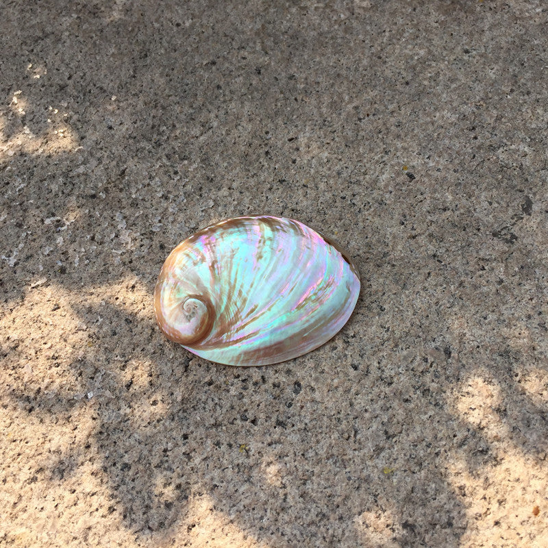 Home Decoration Conch Shell Ornaments - DropOnline.co