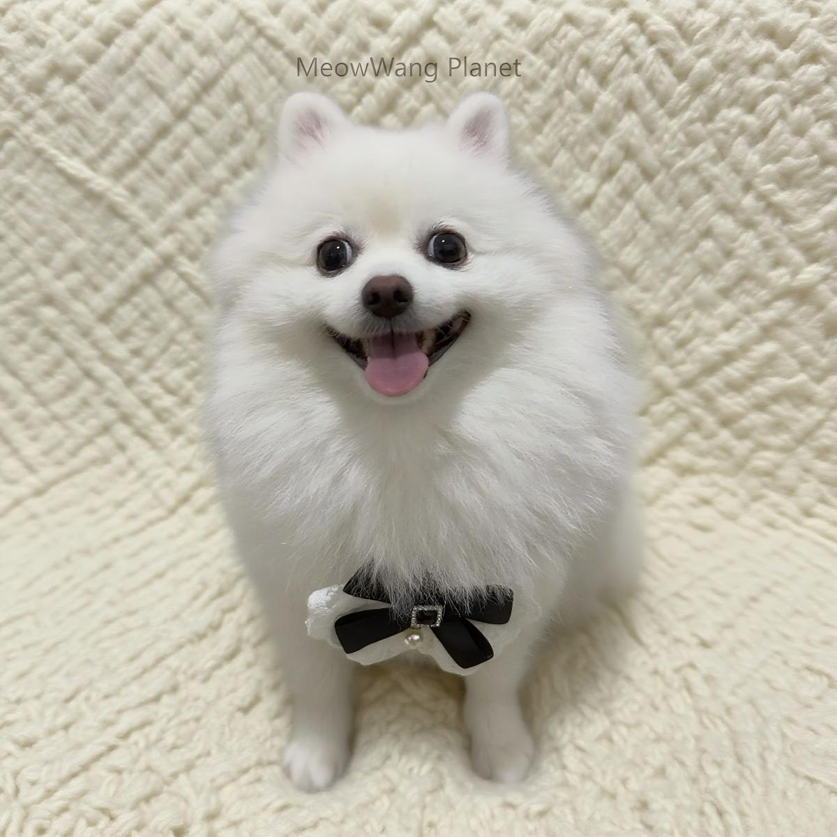 Dog Leash Cat Leash Luxury Lace Pet Harness Leash Set Elegant Inspired Adjustable Escape Proof Vest For Cats Small Dogs - DropOnline.co