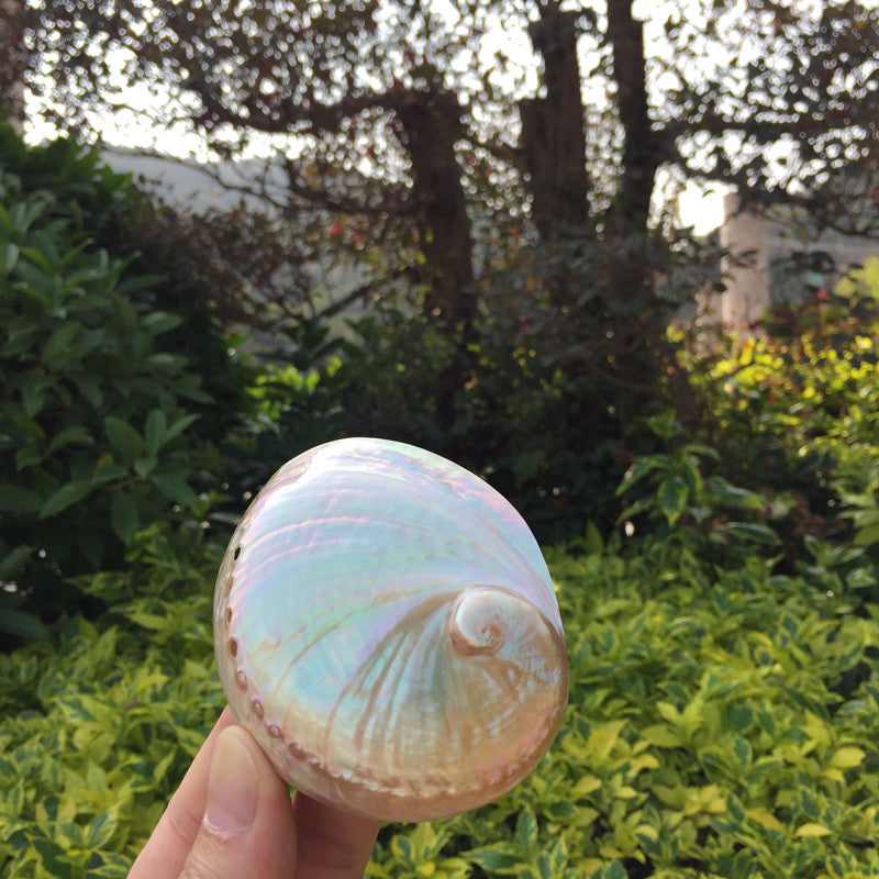 Home Decoration Conch Shell Ornaments - DropOnline.co