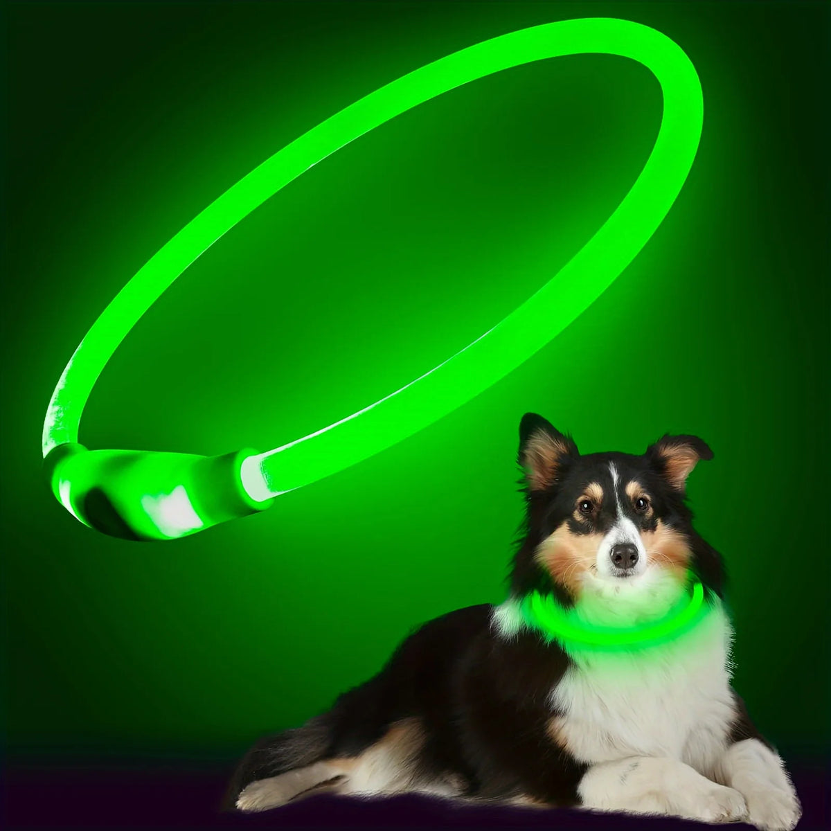 USB Rechargeable LED Light-Up Dog Collar
