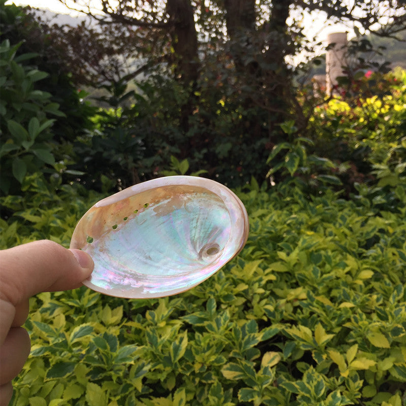 Home Decoration Conch Shell Ornaments - DropOnline.co