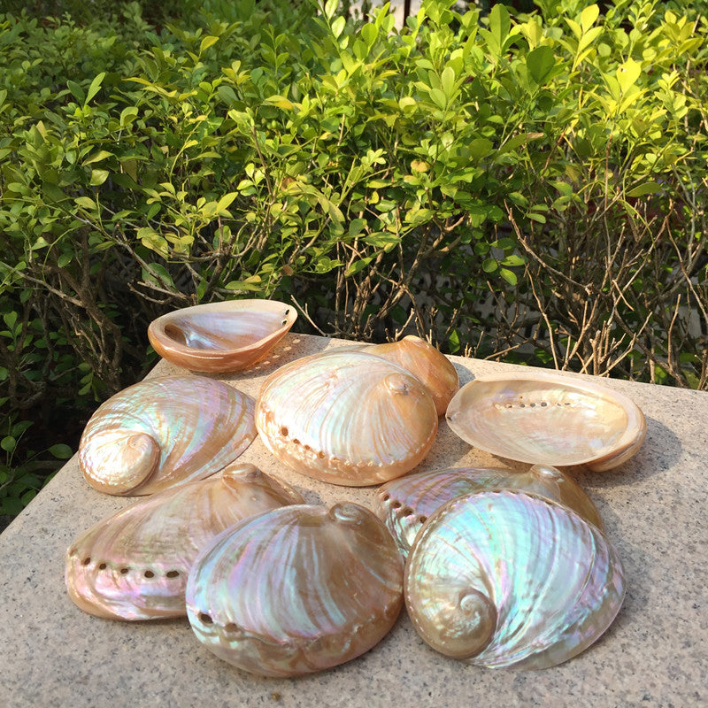 Home Decoration Conch Shell Ornaments - DropOnline.co