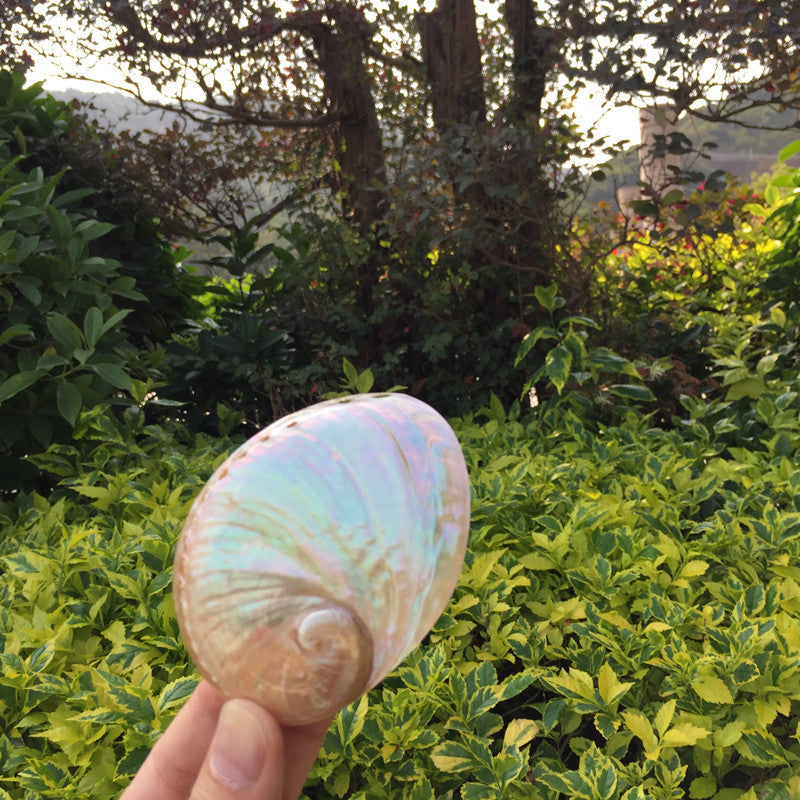 Home Decoration Conch Shell Ornaments - DropOnline.co